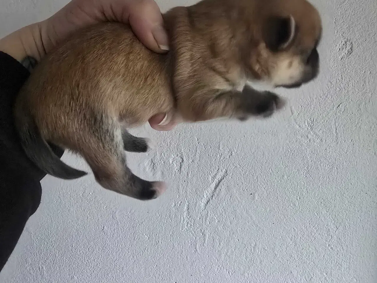 Billede 5 - 3 skønne piger