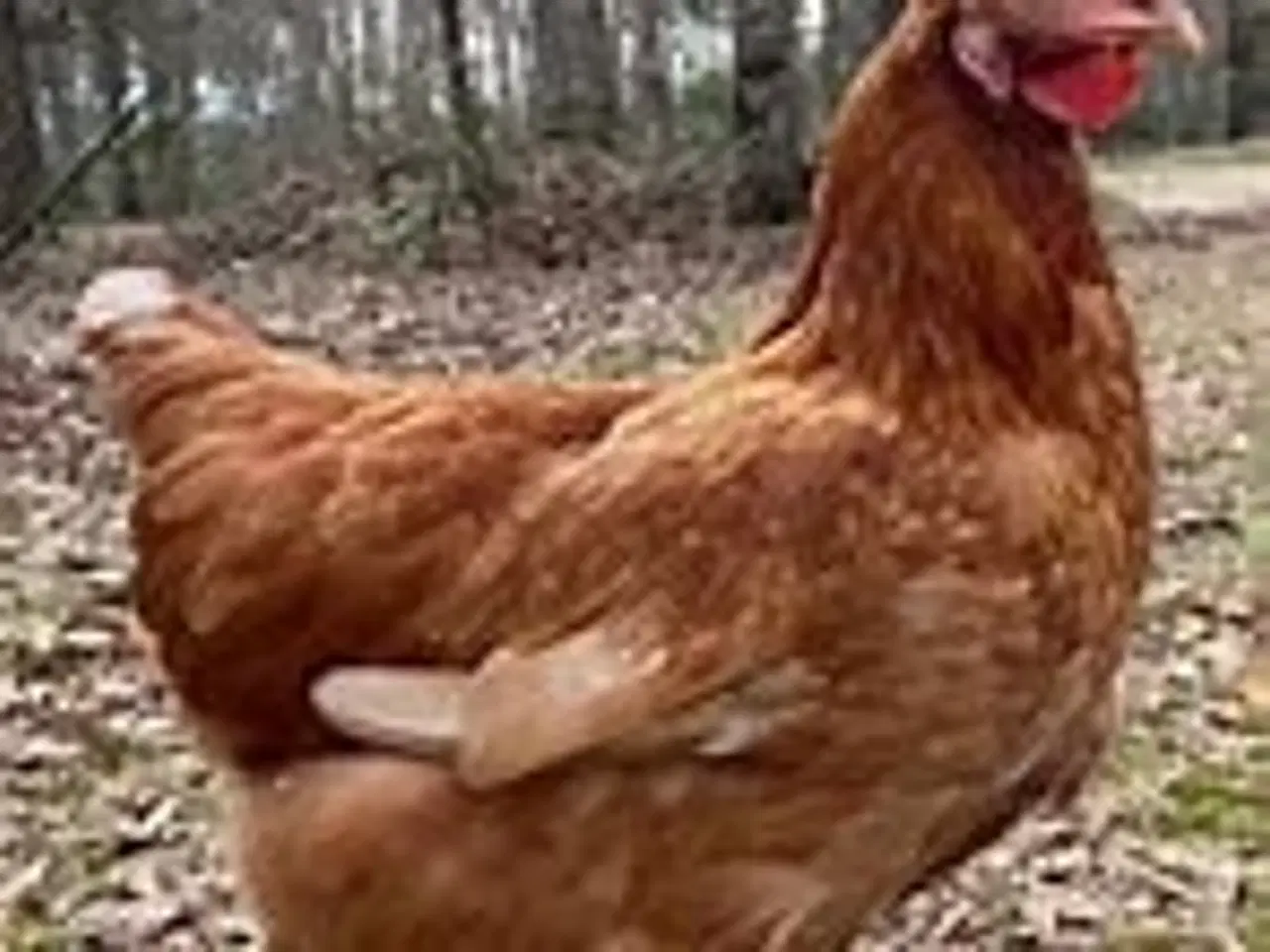 Billede 1 - 3 Isa Brown høns kan afhentes gratis