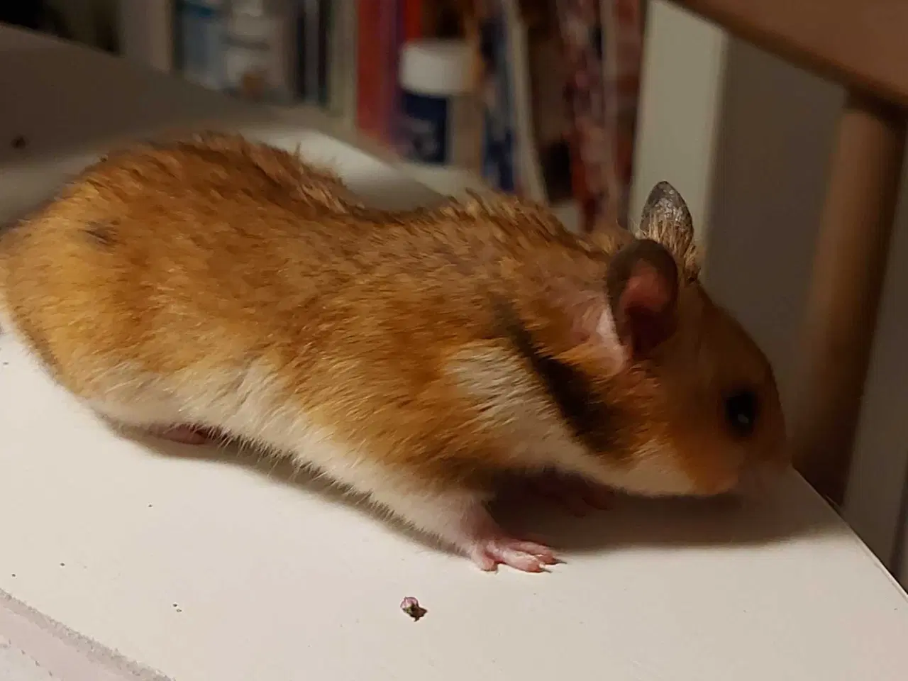 Billede 4 - Guldhamster unger