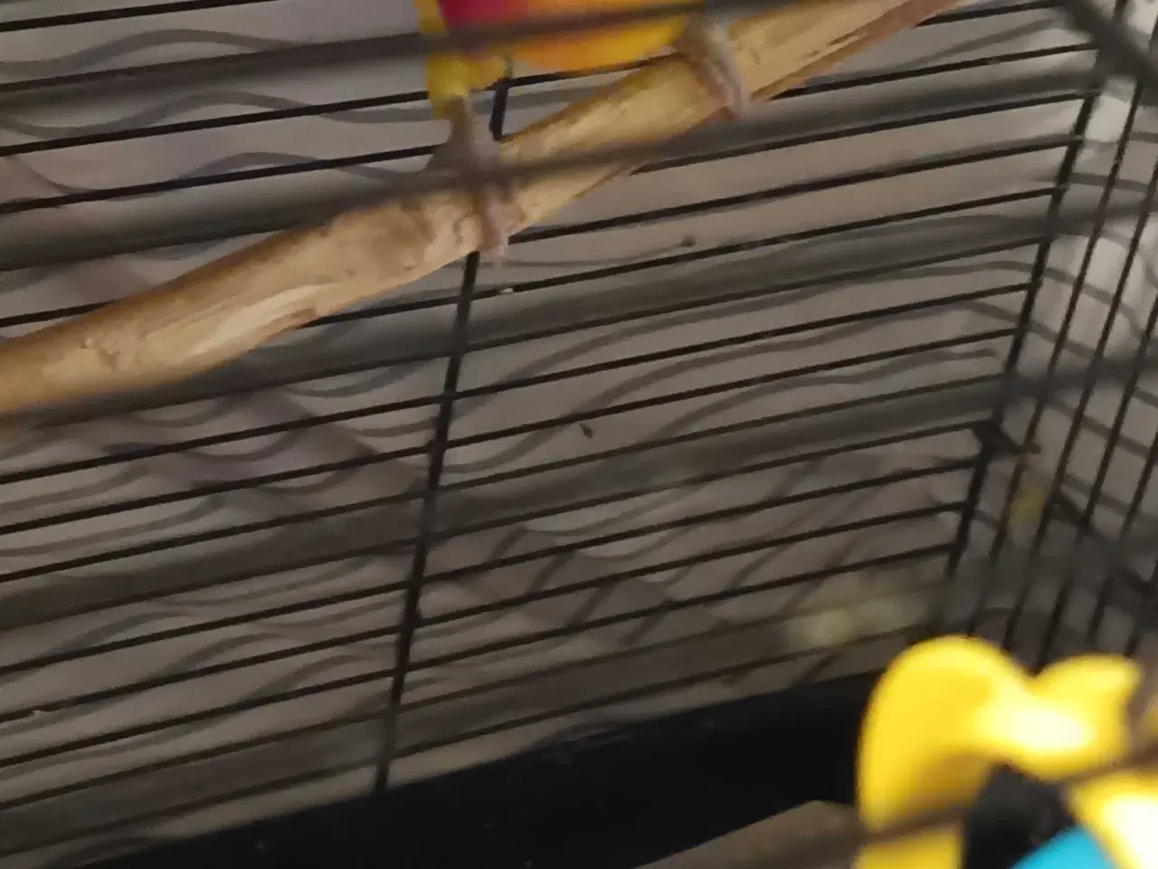 Billede 4 - Dværgpapegøje