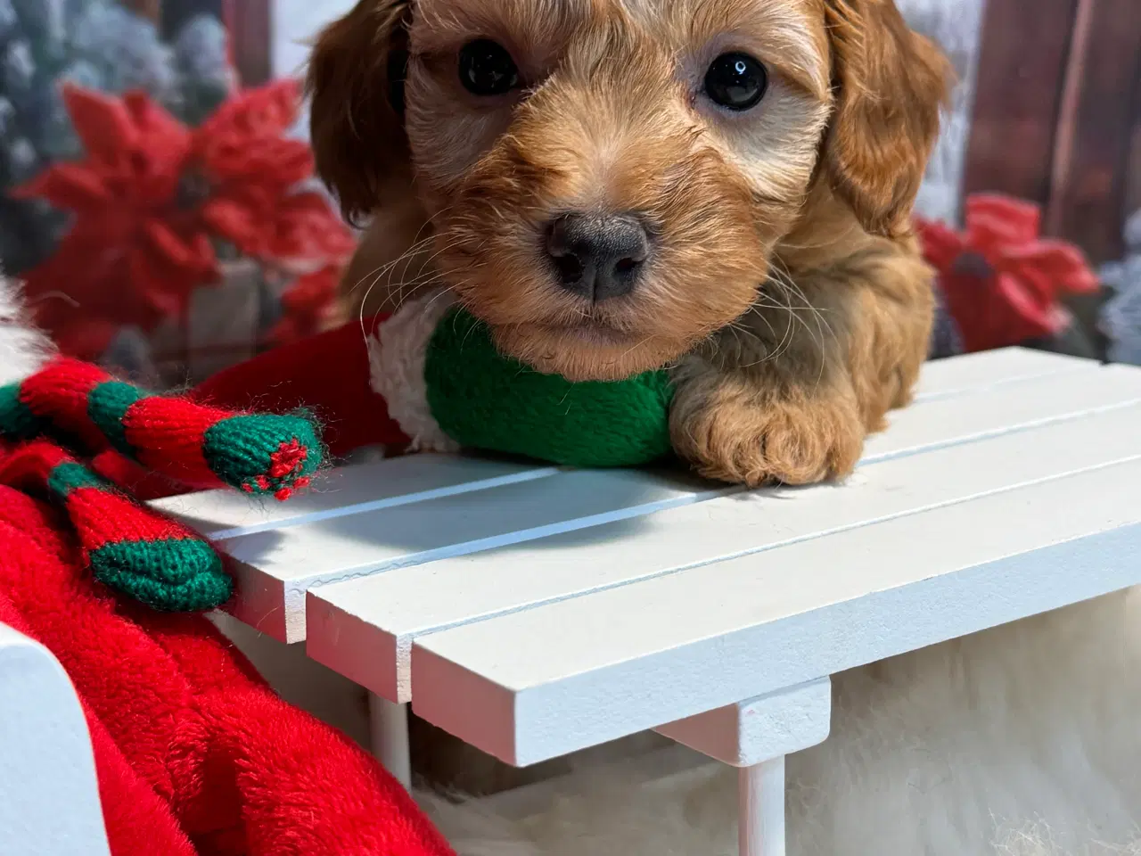 Billede 8 - Maltipoo hvalp inden jul /januar ?? 