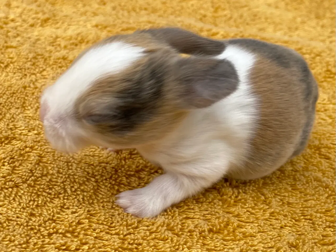 Billede 9 - HOLLÆNDER HAN JAPANER SORT/GUL