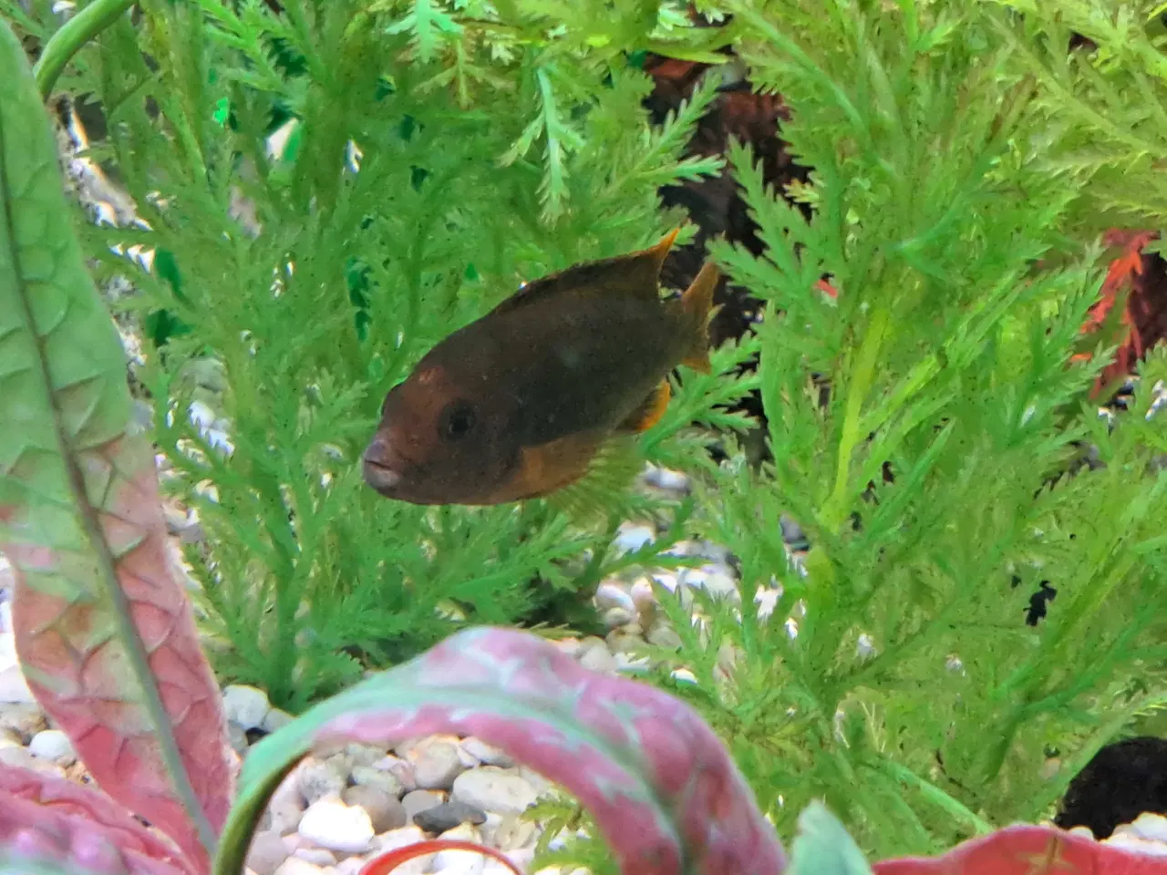 Billede 3 - Orange brunlig variant