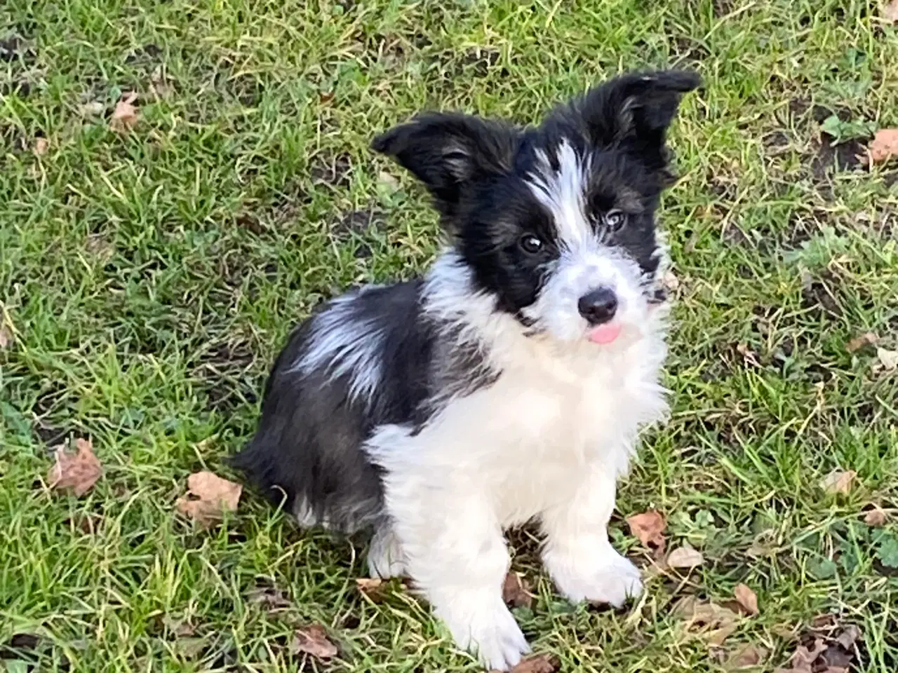 Billede 8 - Border collie / Coton de Tulear Så er vi Klar