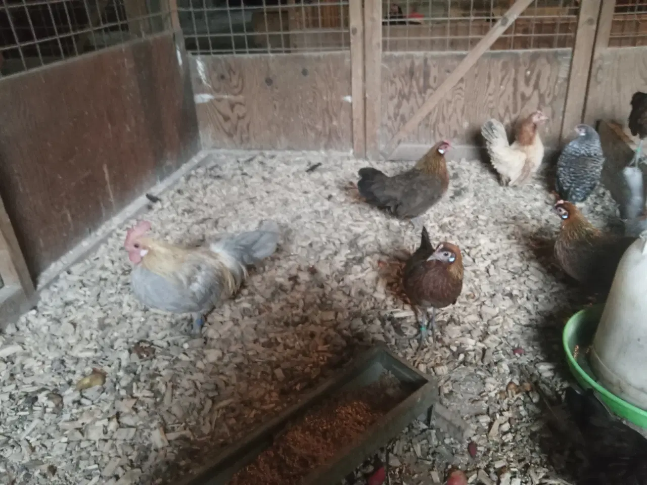 Billede 3 - Dværghøns