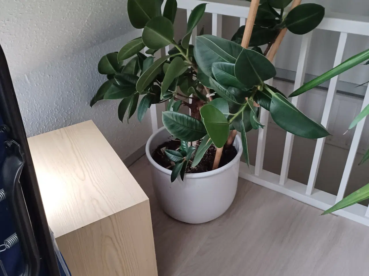 Billede 1 - 3 stk palmer gratis 