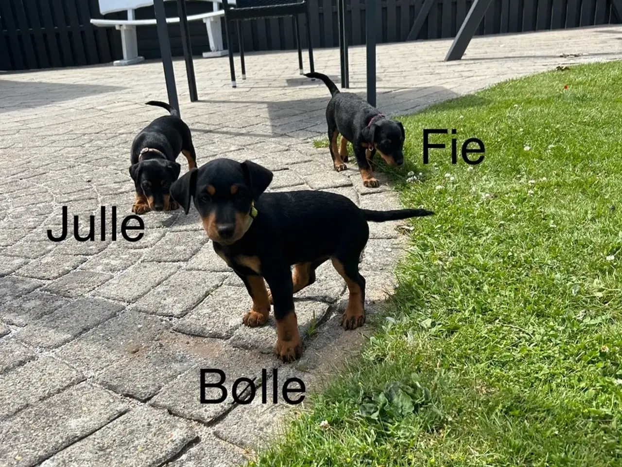 Billede 14 - Tysk jagtterrier hvalpe