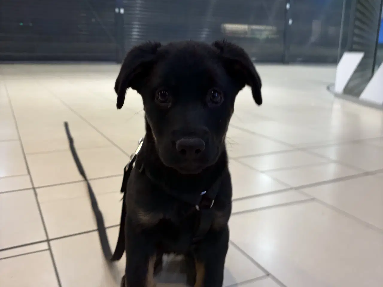 Billede 4 - Rottweiler/schæfer hvalp