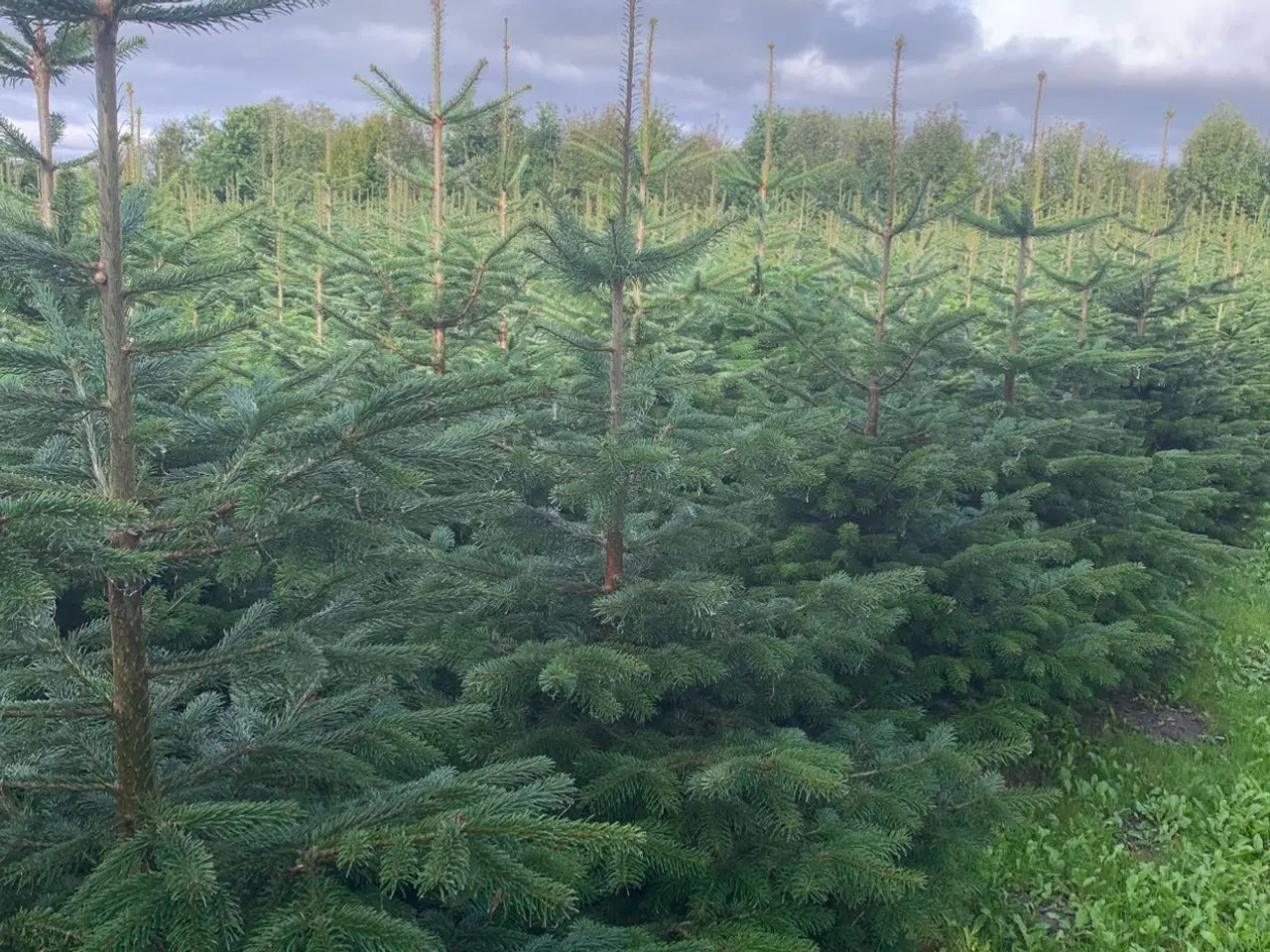 Billede 5 - Fæld selv juletræ