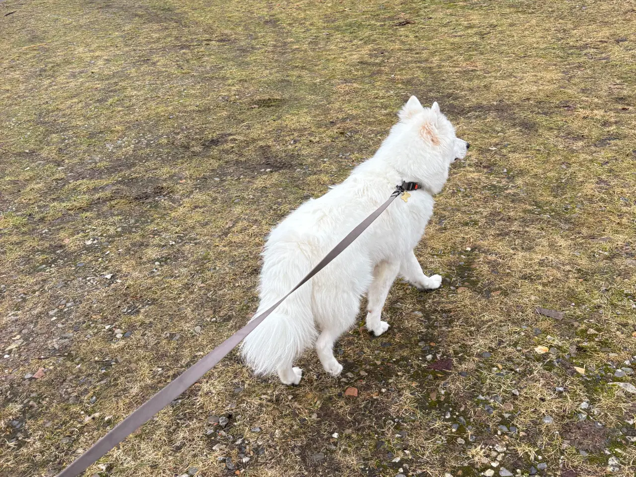 Billede 3 - Samojede