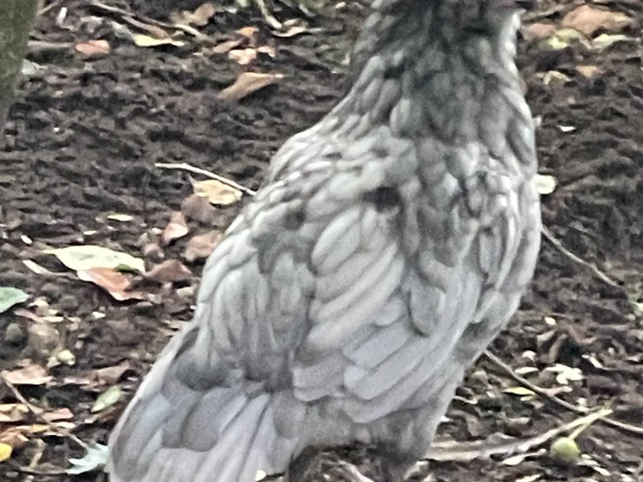 Billede 4 - Engelsk Araucana Hanekyllinger