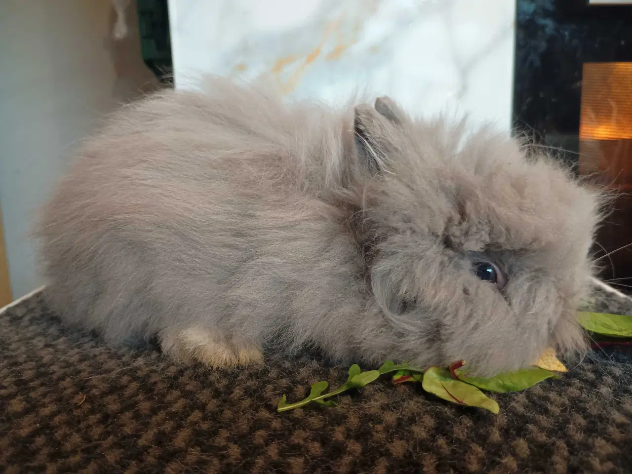 Billede 2 - Ren Racet Teddy (dværg angora kanin) dreng