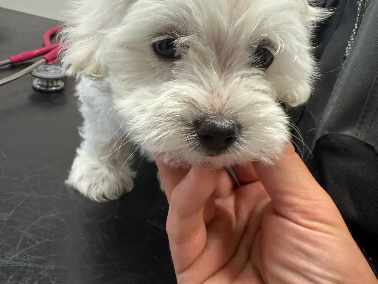 Billede 8 - ✨ Bichon hvalpe ❤️