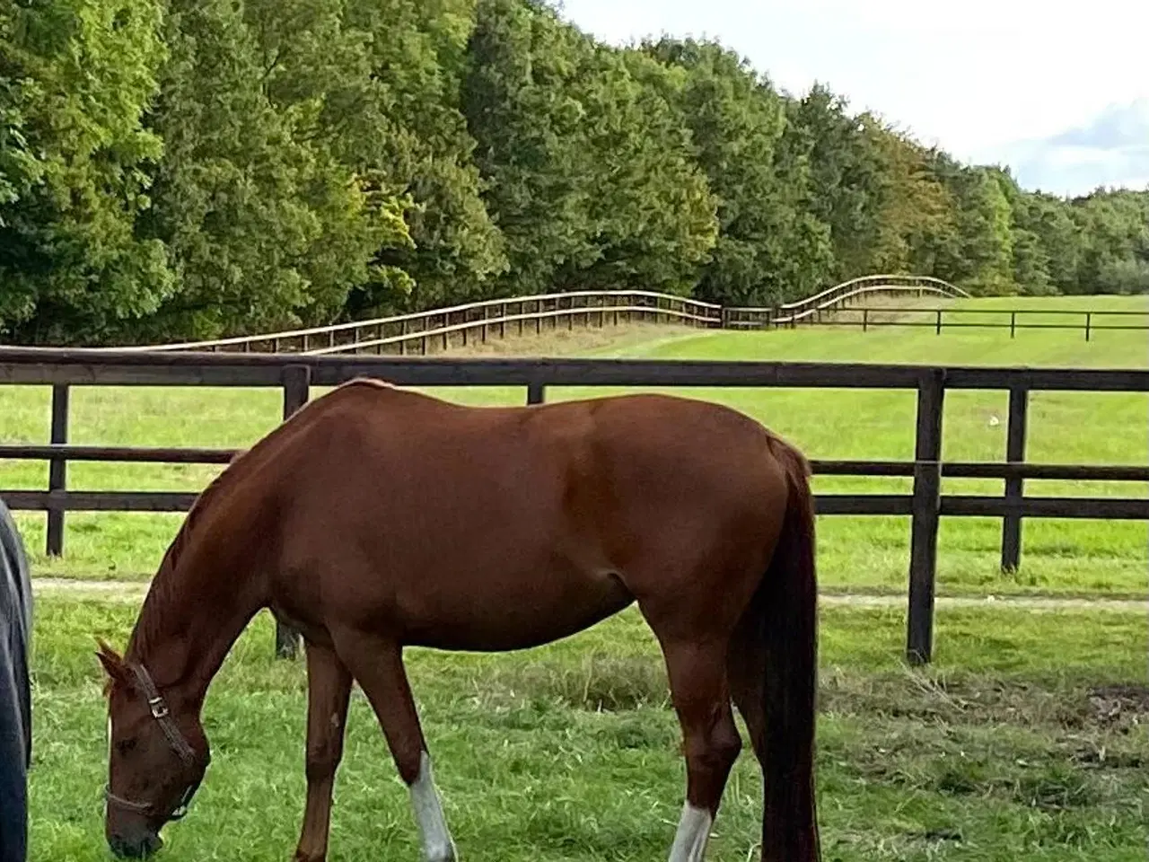 Billede 1 - søger mobil rytter