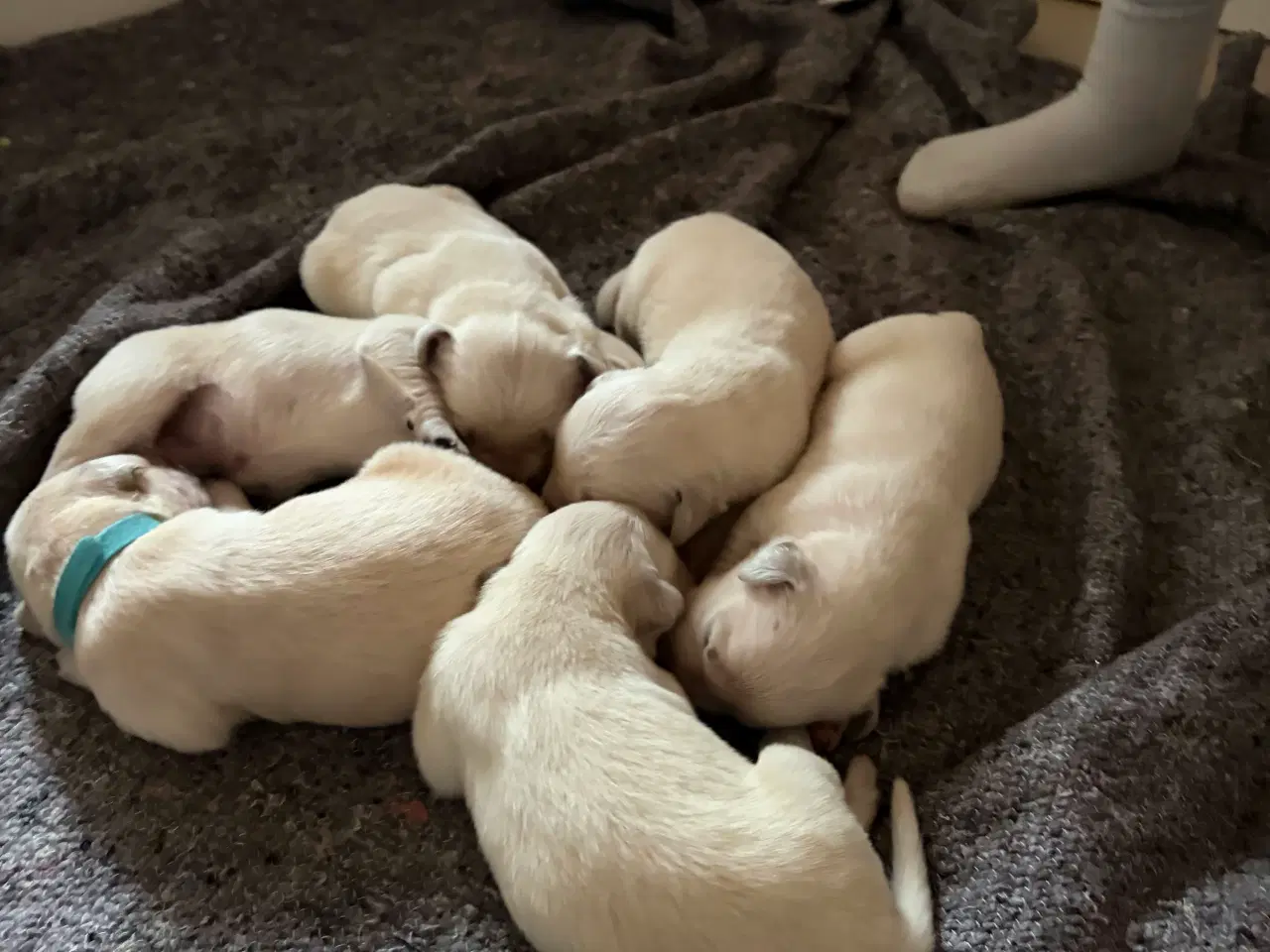 Billede 2 - Golden Retriever hvalpe