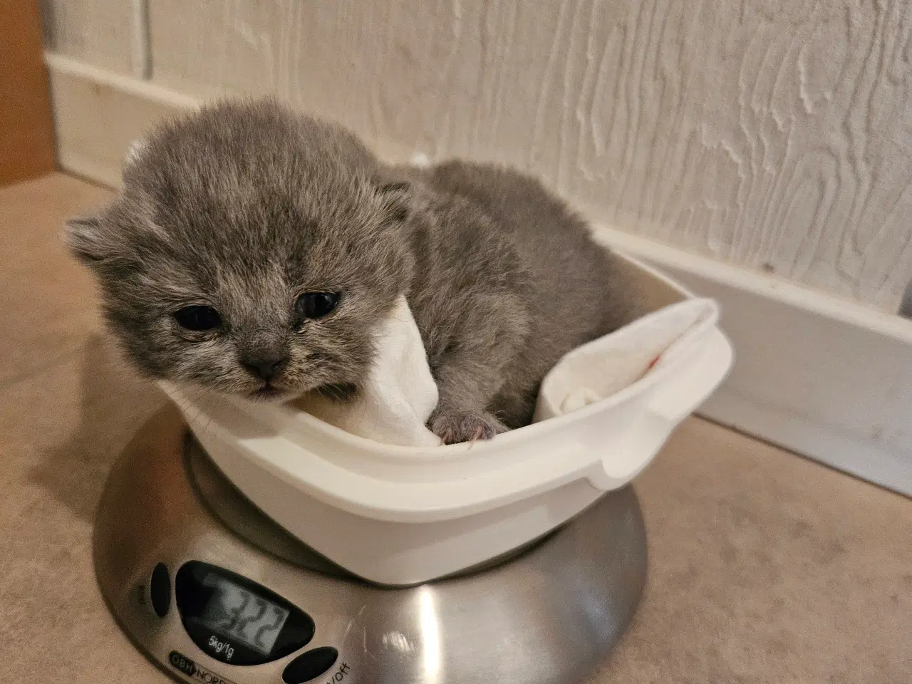 Billede 12 - British shorthair killinger med stamtavle