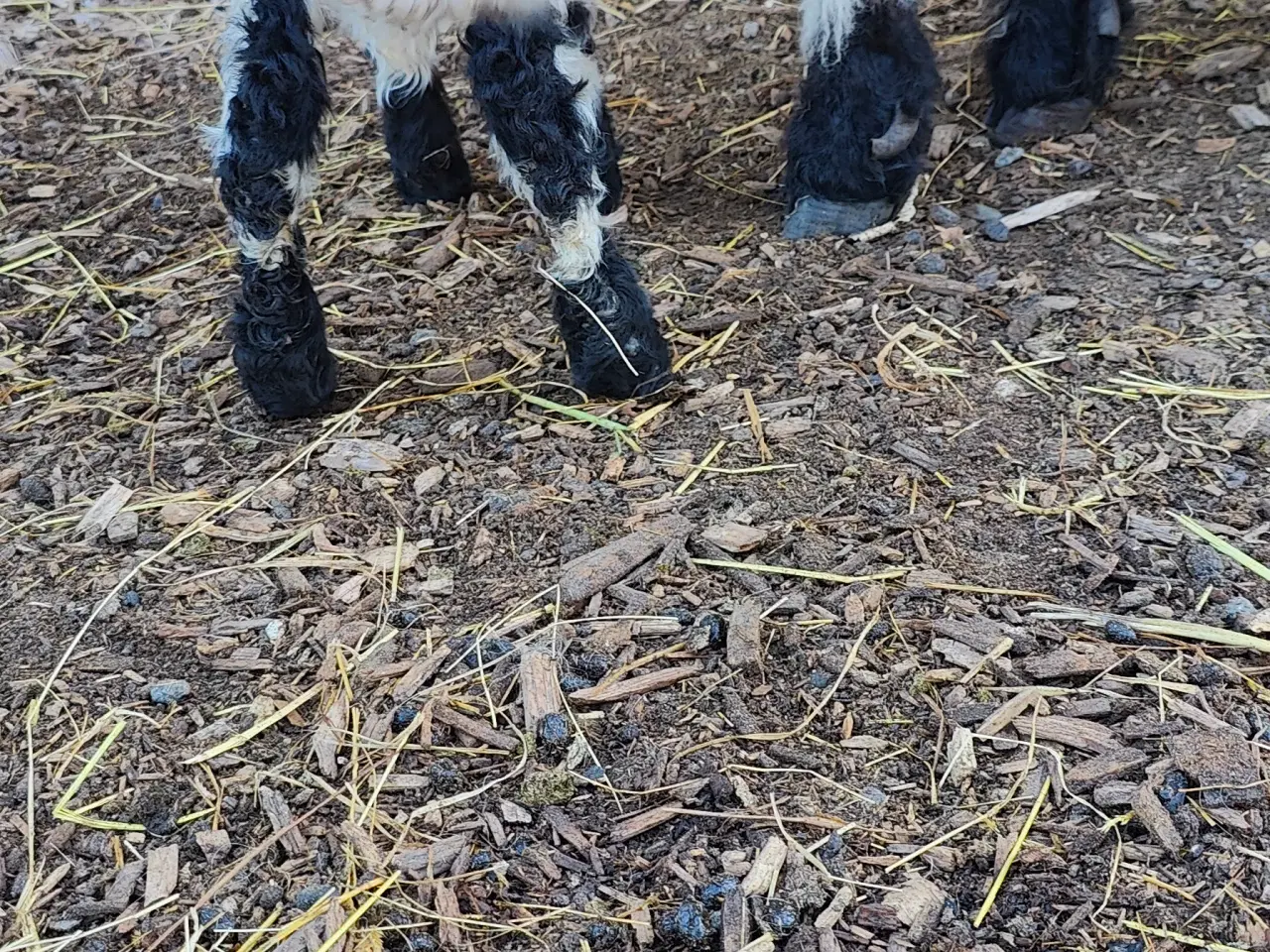 Billede 4 - Black nose lam