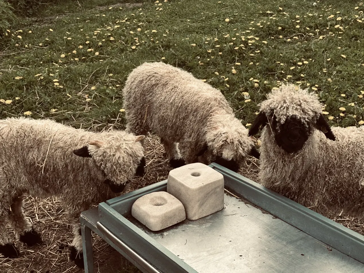 Billede 1 - 3 stk Valais Black nose gimmer lam 3 mdr 