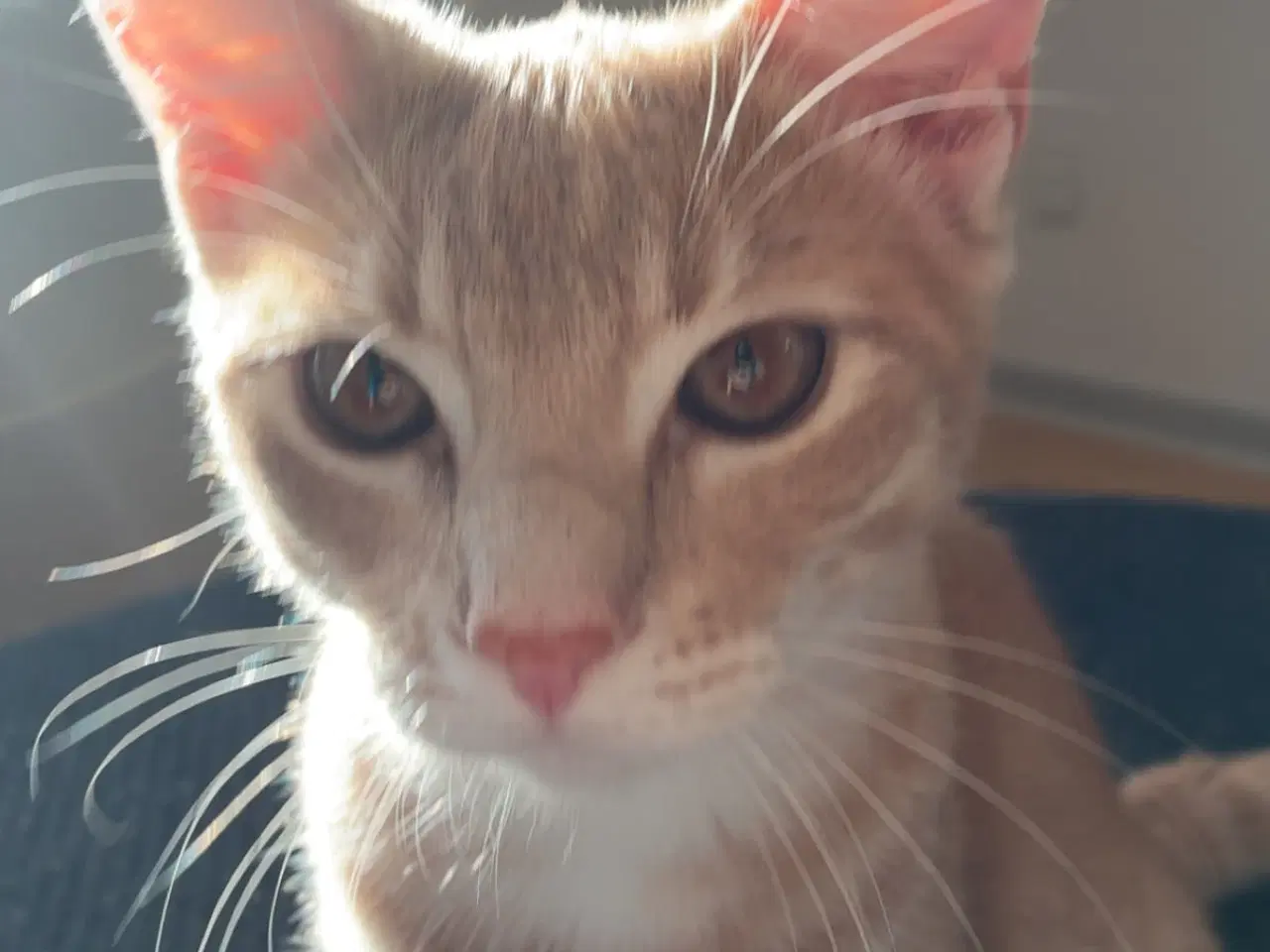 Billede 2 - Simba og Puma søger deres ny kærligste hjem 