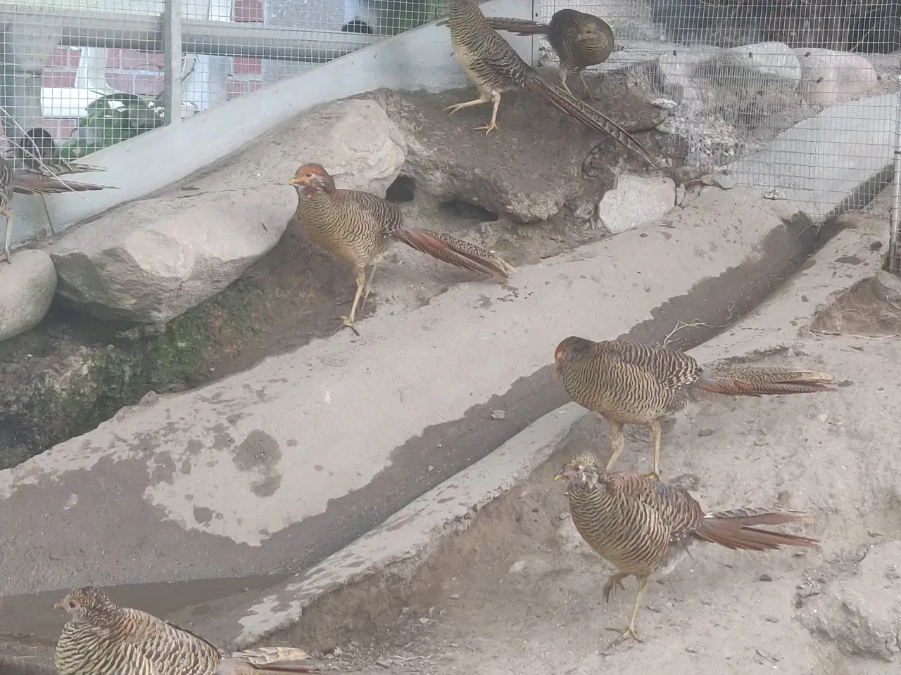 Billede 2 - røde guld fasaner