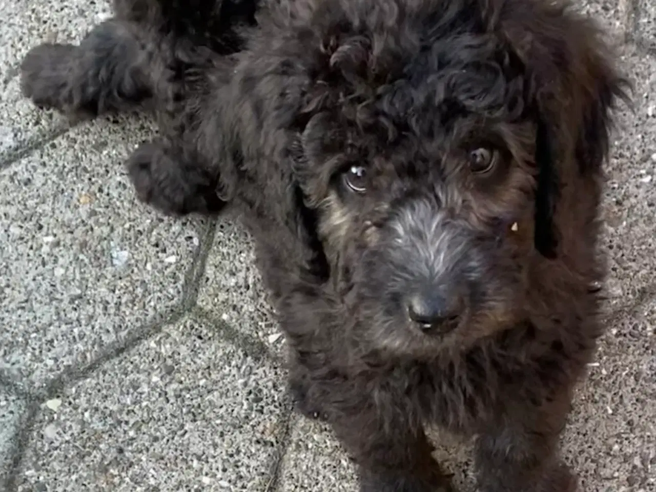 Billede 2 - Hvalpe Labradoodle F1BB