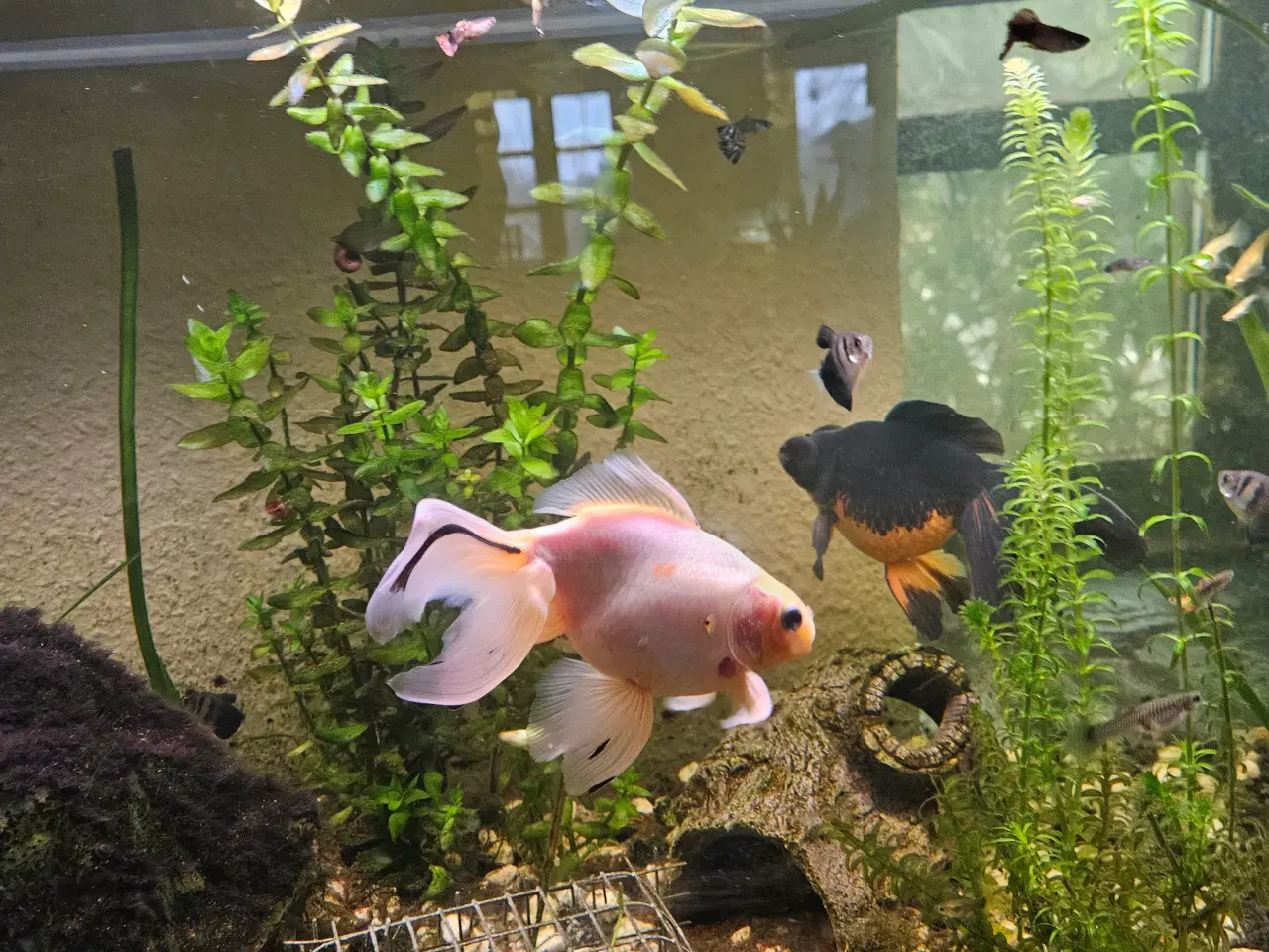 Billede 1 - store slørhaler