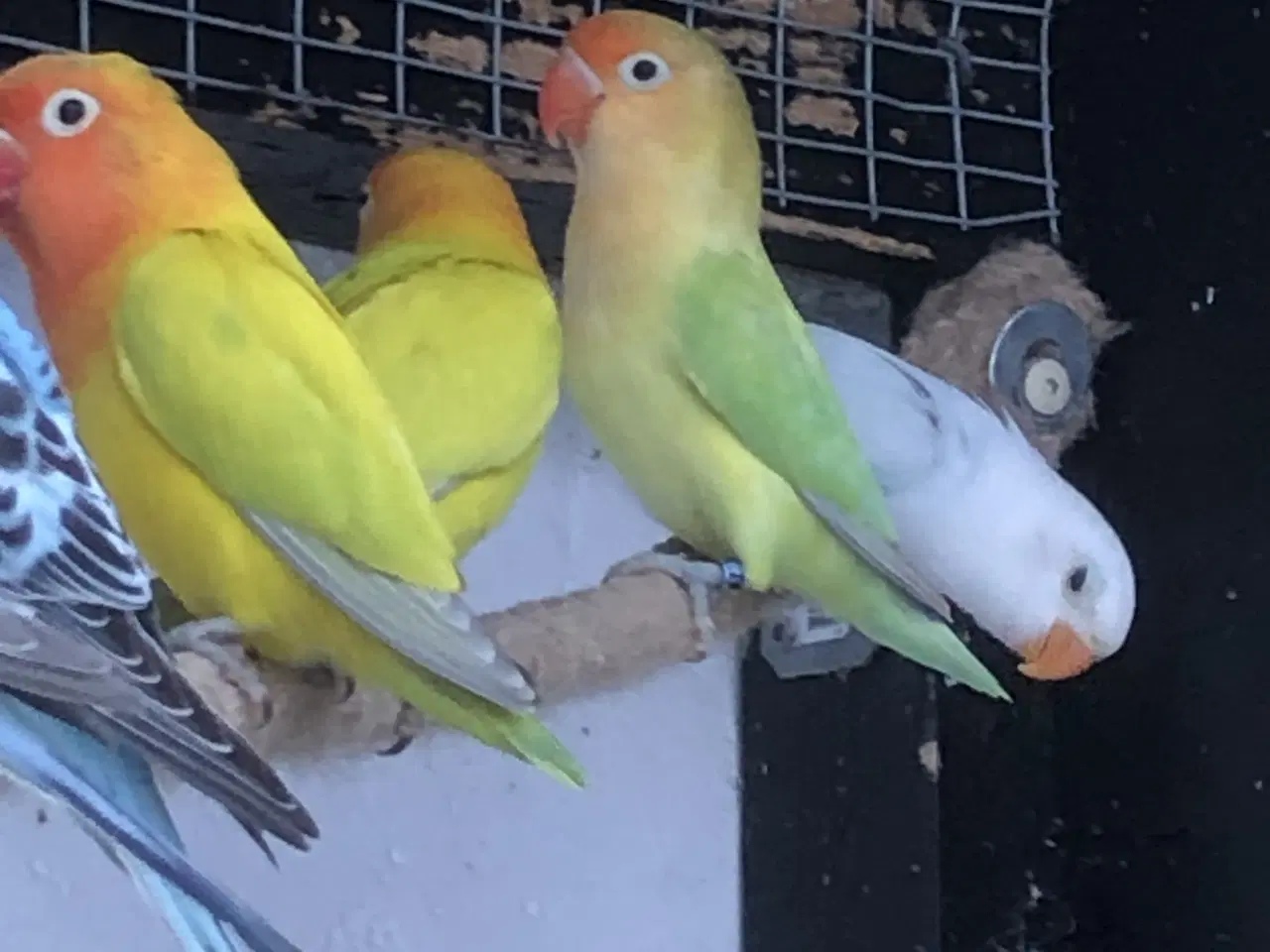 Billede 1 - Rødhovedet Dværgpapegøjer