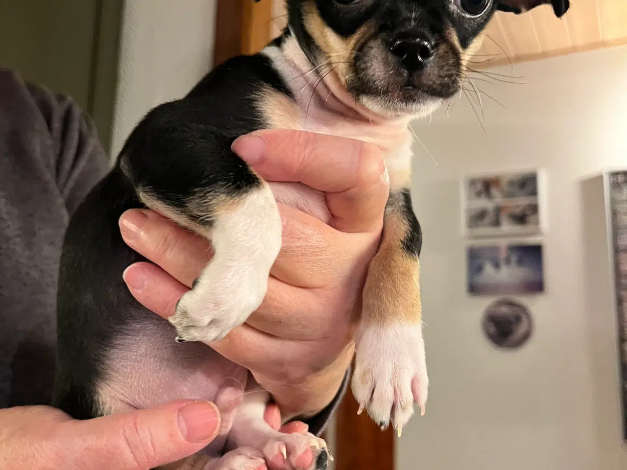 Billede 9 - 3 skønne hanhvalpe søger nyt, kærligt hjem. 