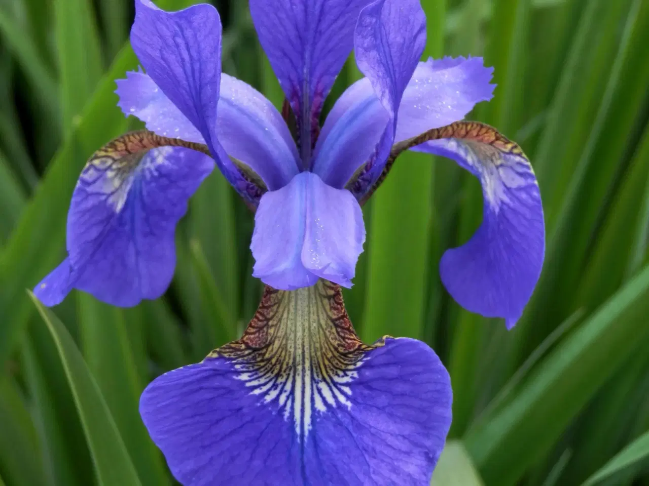 Billede 1 - Blå Iris 