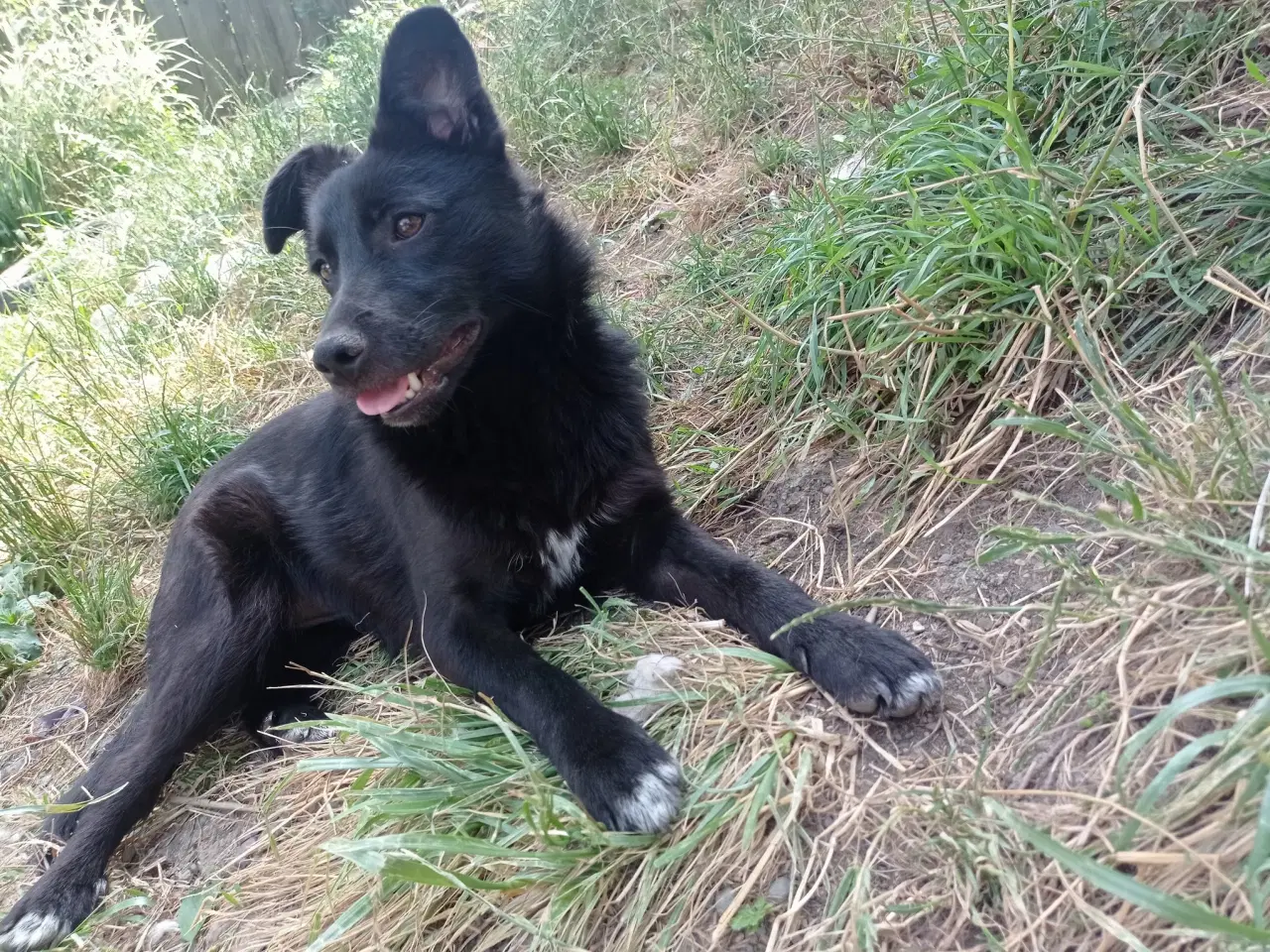 Billede 8 - Negra - super glad lille kærlig pige