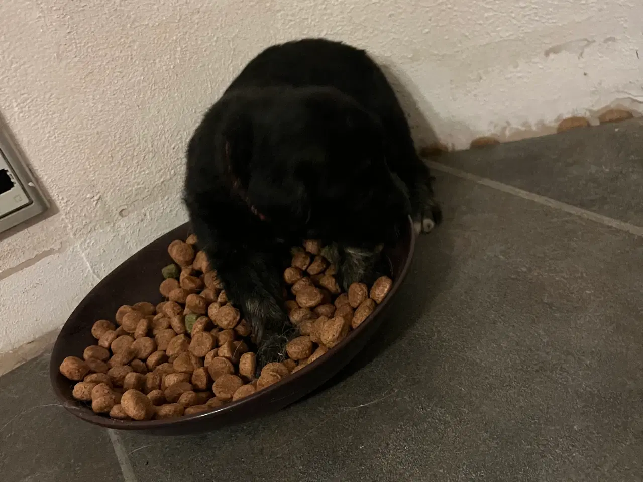 Billede 8 - Familie hunde søger nyt hjem