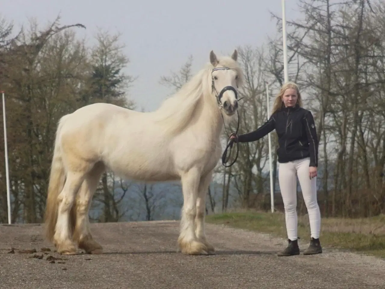 Billede 14 - Irish cob hoppe palomino