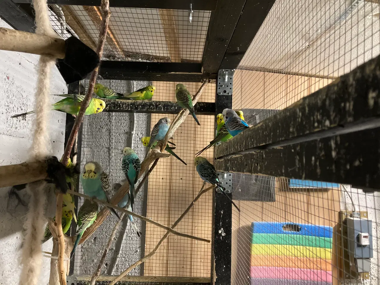 Billede 4 - 18 undulater bortgives