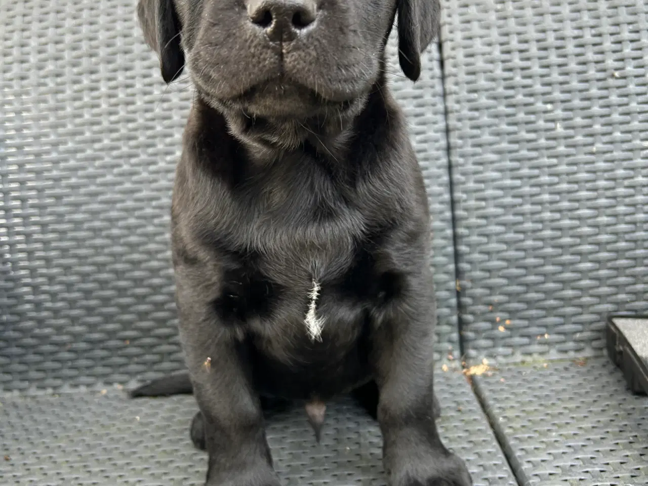 Billede 1 - Labrador hvalpe klar til at flytte hjemmefra