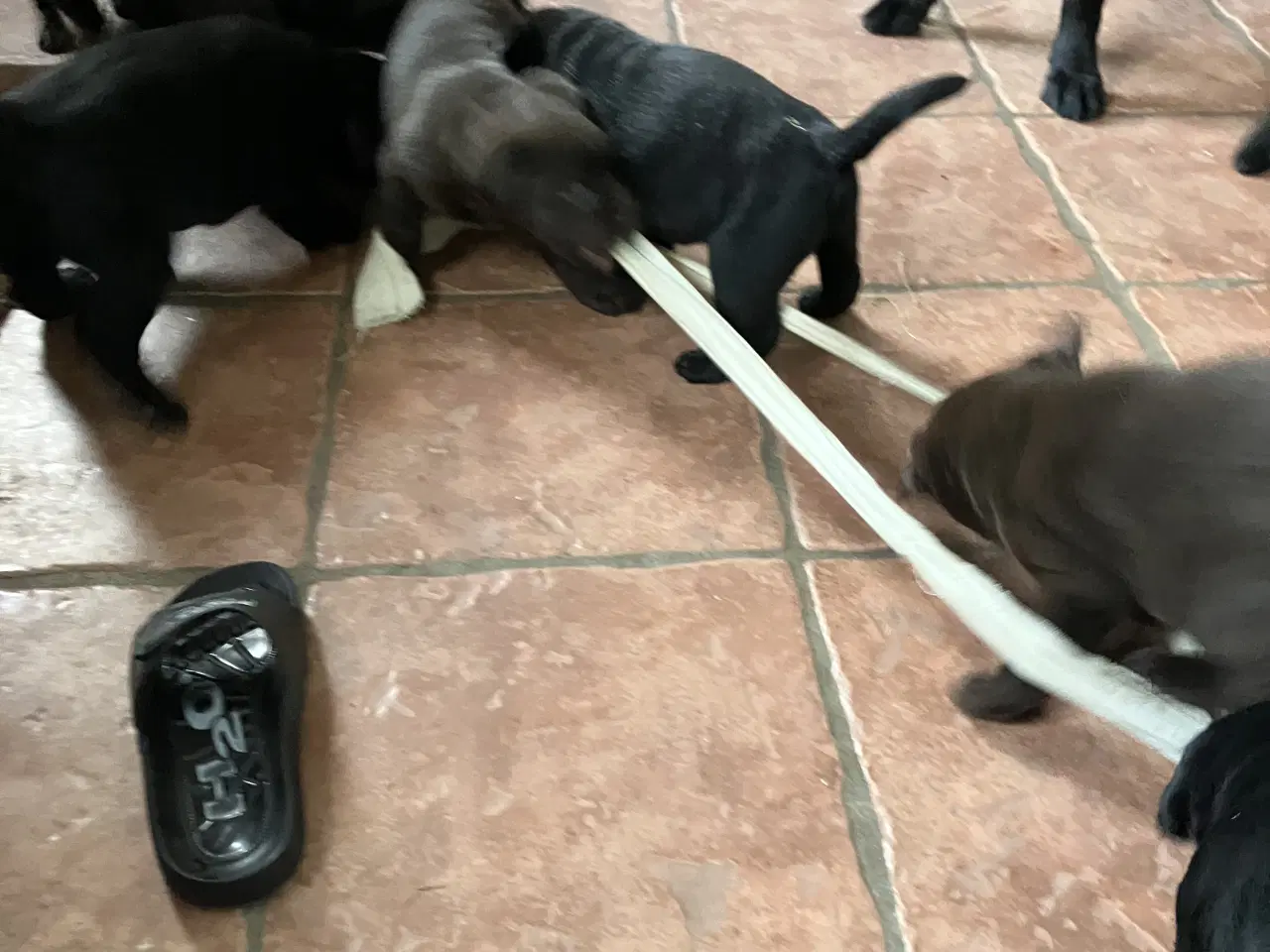 Billede 7 - Flotte labrador hvalpe