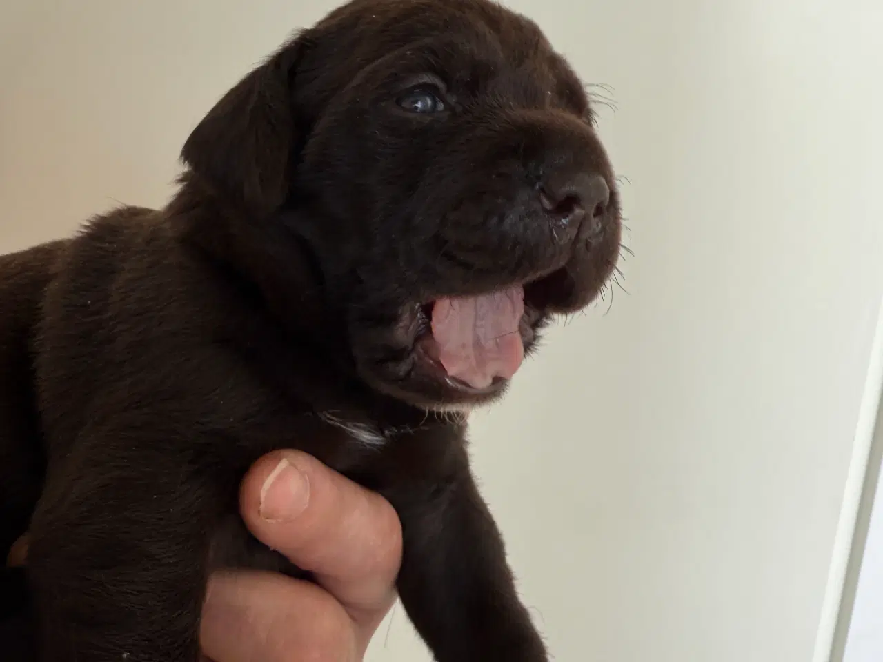 Billede 4 - Brune labrador hvalpe