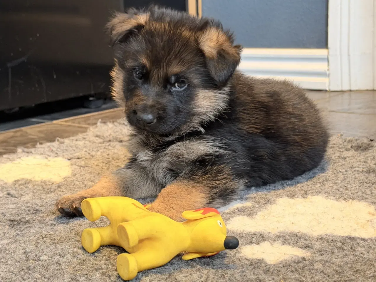 Billede 4 - Schæferhvalpe med stamtavle