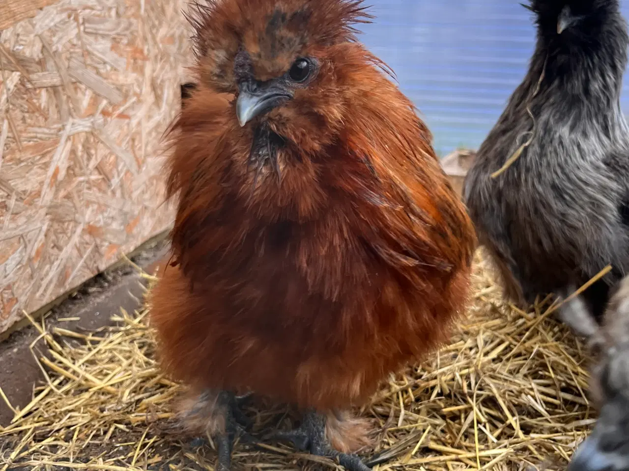 Billede 1 - Gratis Silkehane til hurtig afhentning