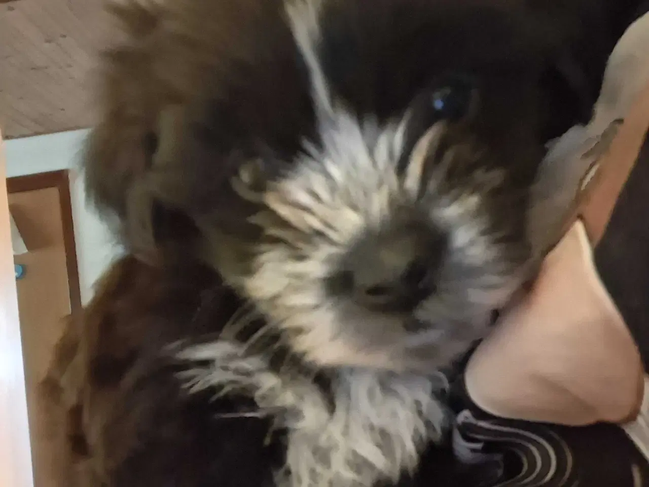 Billede 9 - Lhasa apso / malteser