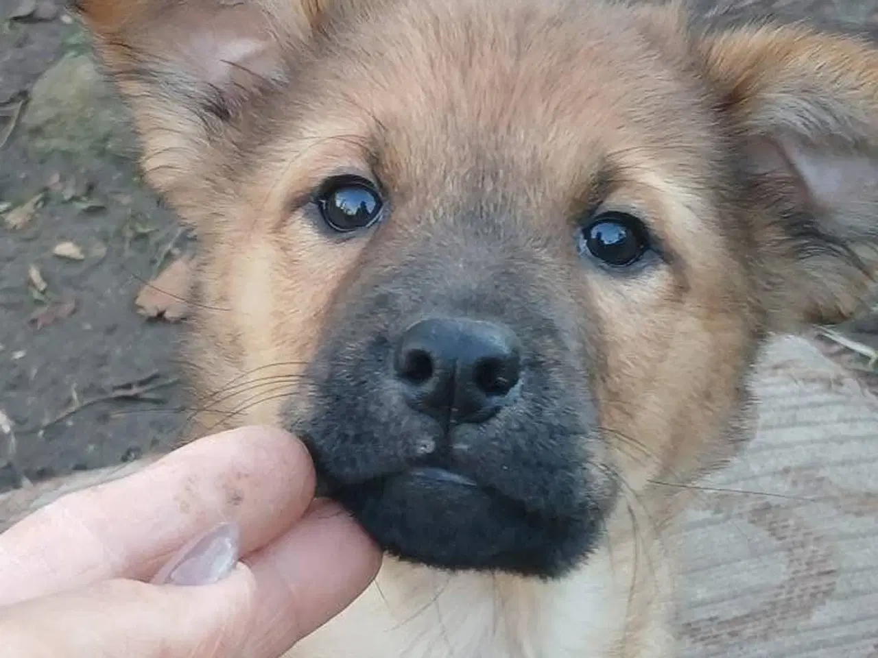 Billede 3 - Lille Rie leder efter sit 4-ever hjem 🏡