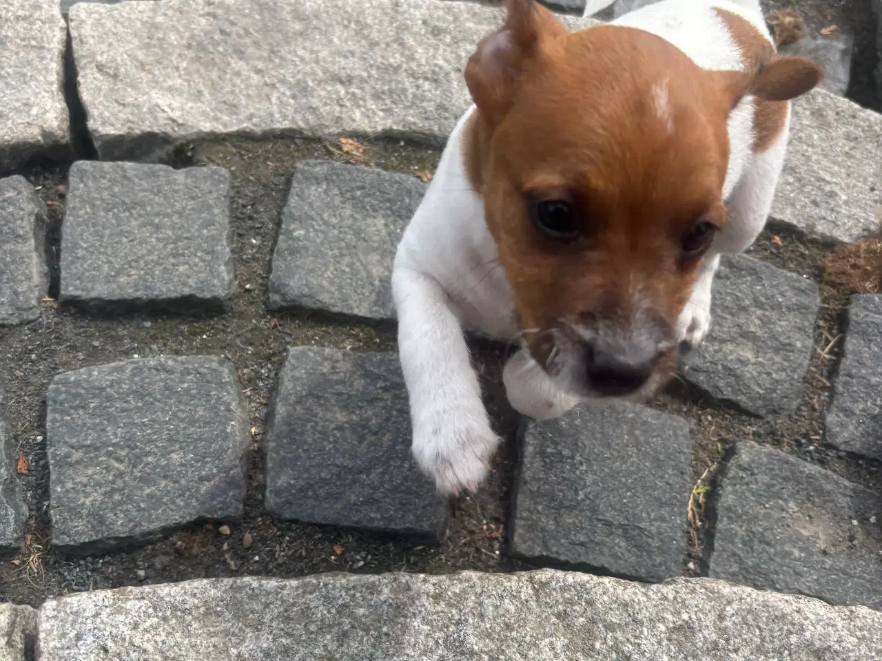 Billede 4 - Jack russel tæve 