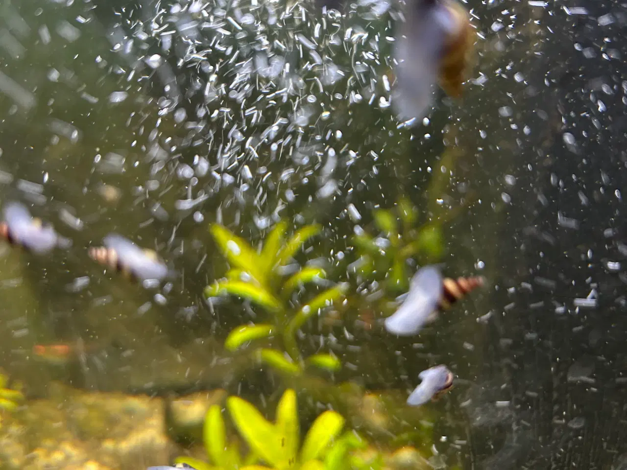 Billede 2 - 🐚 Helena-snegle Premium – 10 stk. | Sendes GLS