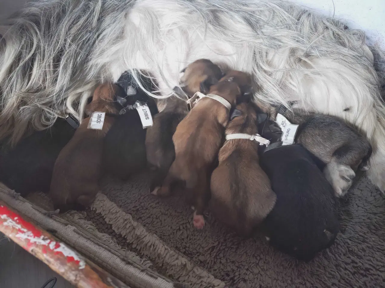 Billede 4 - Lhasa apso hvalpe med stambog 