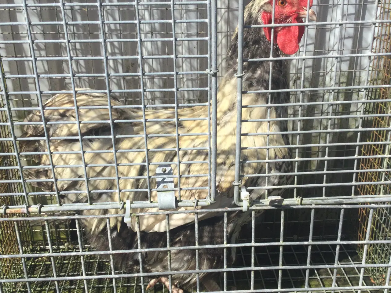 Billede 3 - Store flotte haner