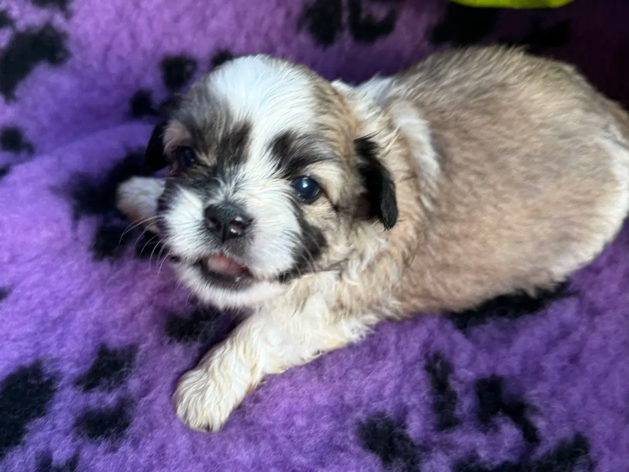 Billede 4 - Shih  tzu-mor/ Coton de Tulear-far