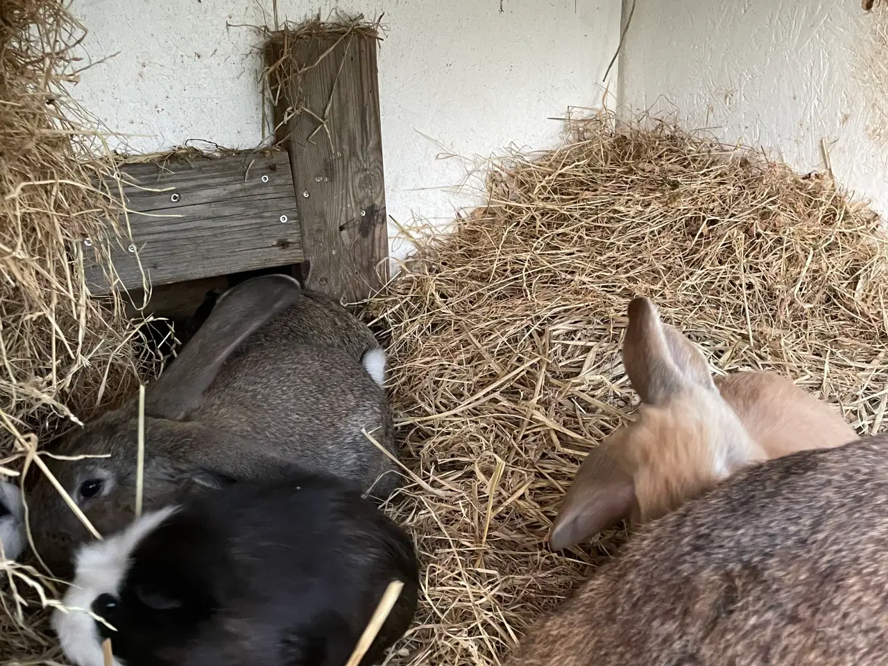 Billede 3 - Franskvædder/ begiskkæmpe unger