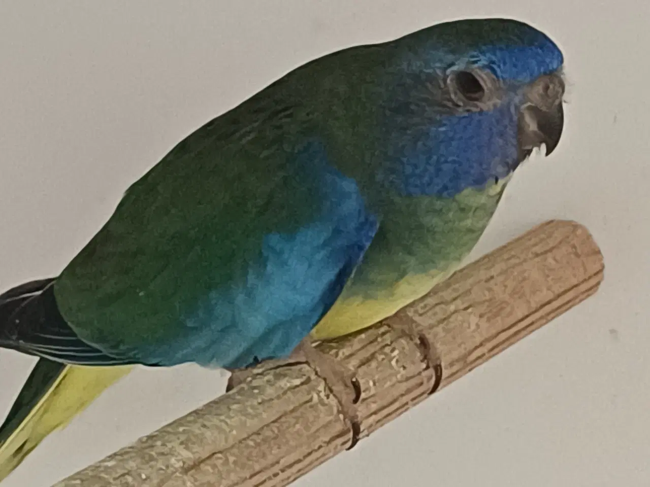 Billede 1 - Splendid