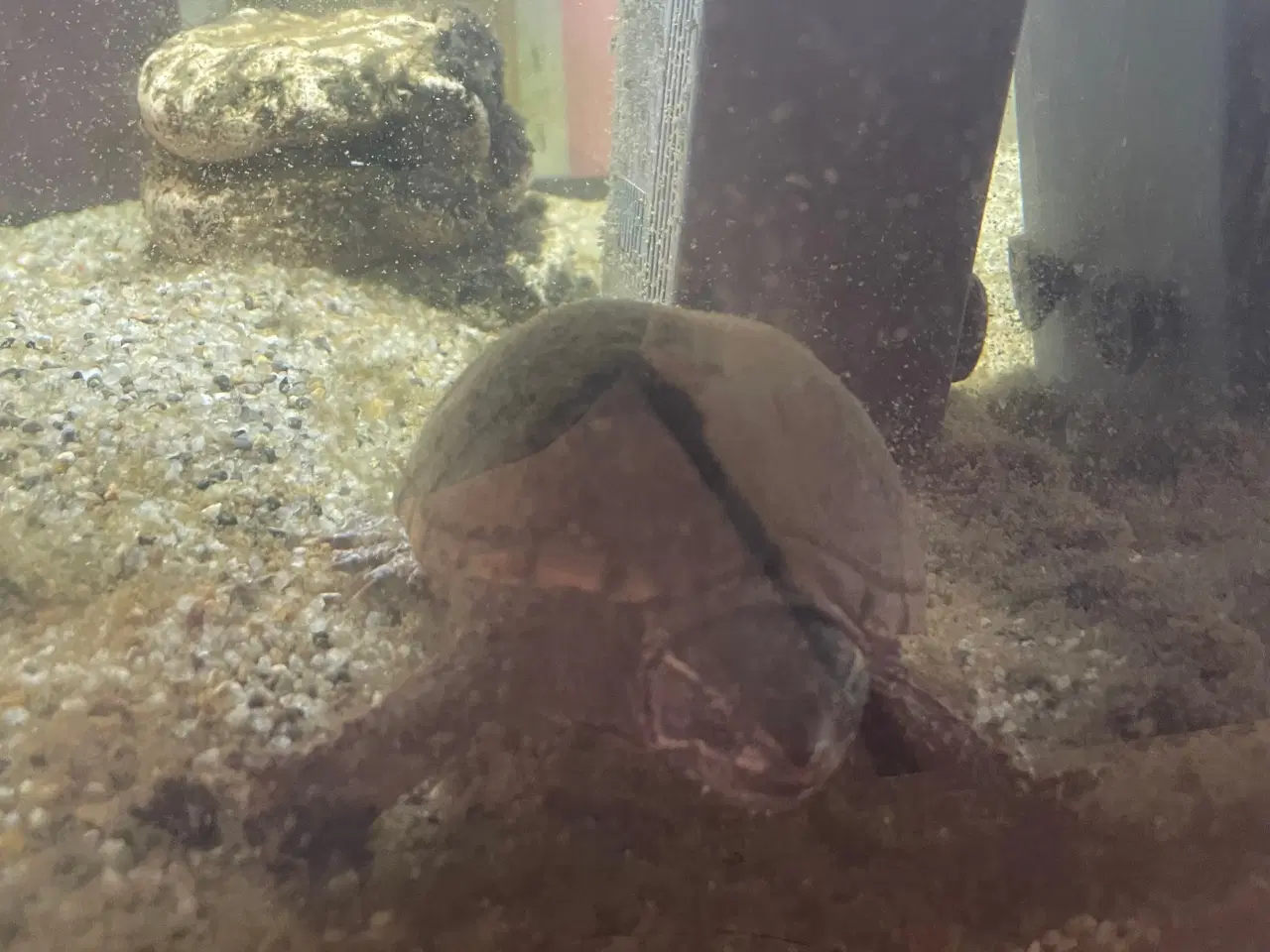Billede 5 - Sumpskildpadde med akvarie, pumpe, lys indhold 