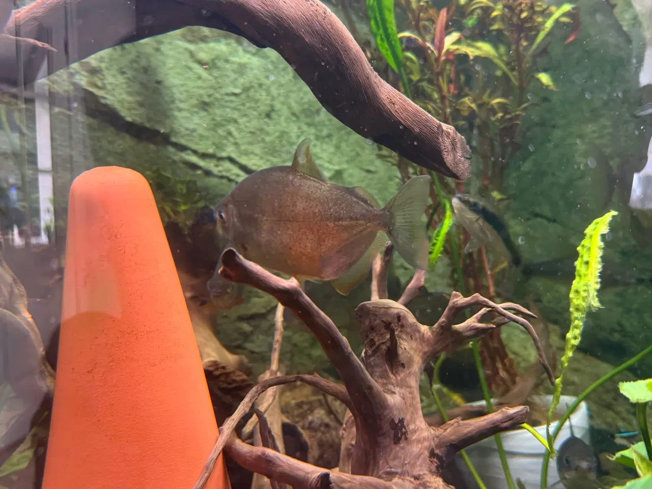 Billede 2 - Store Silver doller 