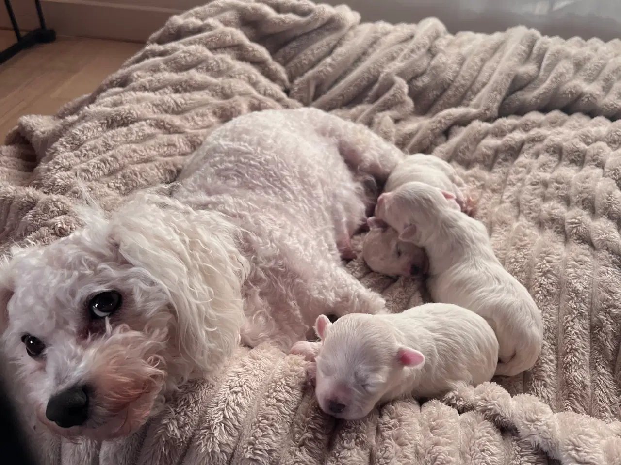 Billede 11 - Havachon hvalpe 🐶